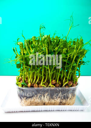 sprouted pea with roots close up copy space Stock Photo