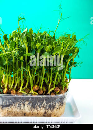 sprouted pea with roots close up copy space Stock Photo