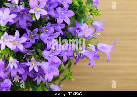 Potted Campanula Portenschlagiana on wooden background Stock Photo