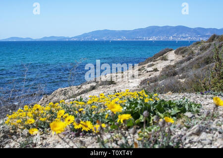 Yellow wildflowers, Sea Daisy or Sea Aster, Mediterranean Beach Daisy, Gold Coin Asteriscus maritimus or Asteriscus aquaticus, blossoming against blue Stock Photo