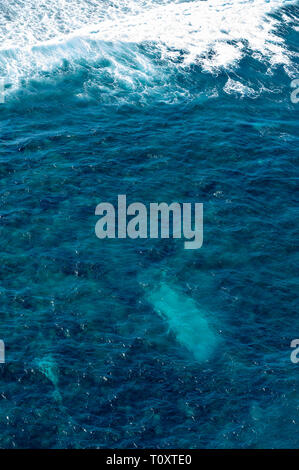 Aerial view of the Batavia shipwreck site (1629) on Morning reef in the Houtman Abrolhos. It is the light blue sandy patch.  (Note: these images are n Stock Photo