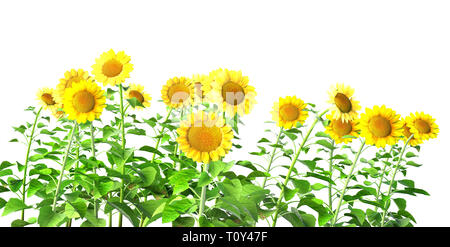 sunflowers isolated on white Stock Photo