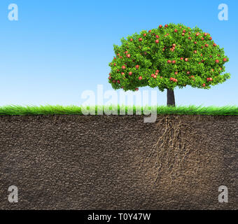 soil with apple tree and roots Stock Photo