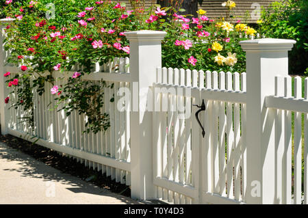 White gate, fence and climbing roses. Home entrance, curb appeal Stock Photo