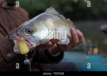 Fishermans hand holding a fishing lure on the hook above the lake water  Stock Photo - Alamy