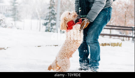 Snowball fight fun with pet and his owner in the snow. Winter holiday emotion. Cute puddle dog and man playing and running in the forest. Film filter  Stock Photo