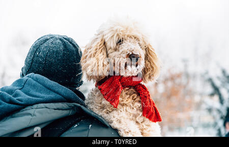 Happy pet and his owner having fun in the snow in winter holiday season. Winter holiday emotion. Man holding cute puddle dog with red scarf. Film filt