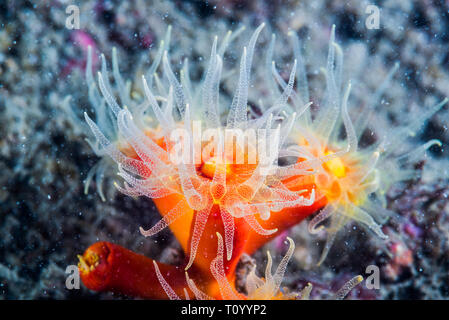 Orange cup coral like a flower. Owase, Mie, Japan Stock Photo