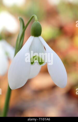 Galanthus nivalis. Detail of the fragrant common snowdrop in an English garden border - February, UK. AGM Stock Photo