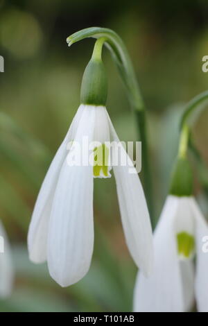 Snowdrop 'Atkinsii'. Atkinsii snowdrop displaying characteristic long outer segments and short inner ones with bold heart-shaped marking - February UK Stock Photo
