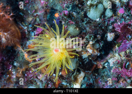 Orange cup coral like a flower. Owase, Mie, Japan Stock Photo