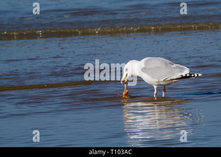 a seagull is standing in the water trying to gorge a starfish Stock Photo