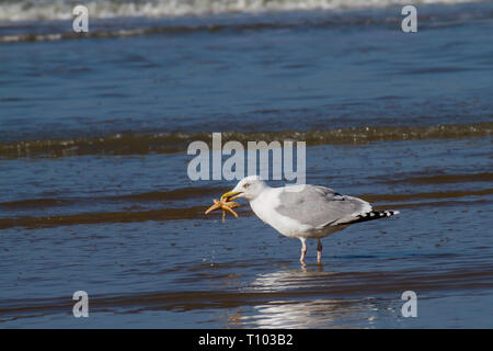 a seagull is standing in the water trying to gorge a starfish Stock Photo