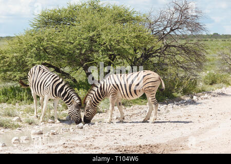 Closeup of two striped African Zebras  lowered heads looking at each other Stock Photo
