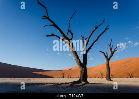 Close up of dead tree stumps forming odd looking barren forest in dry river bed salt flats in front of tall sand dunes and deep blue sky Stock Photo