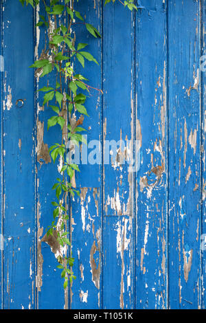 A strand of Virginia creeper (Parthenocissus quinquefolia) hangs over a neglected old wooden garden door with peeling blue paint Stock Photo