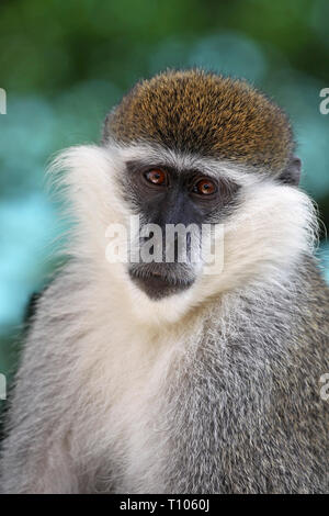 Vervet Monkey Chlorocebus pygerythrus Stock Photo