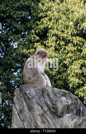 Japanese macaque (Macaca fuscata), also known as the snow monkey, is a terrestrial Old World monkey species that is native to Japan. Stock Photo