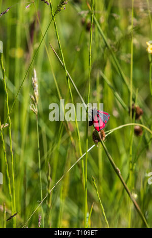 Cinnabar moth (Tyria jacobaeae) in long grass Stock Photo