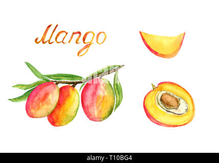 Branches with ripe mango fruits and leaves, cut slice and half with stone, hand painted watercolor illustration with inscription isolated on white bac Stock Photo