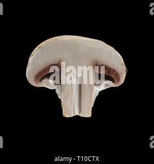 Close up view of two isolated sliced brown champignons on black background. Stock Photo