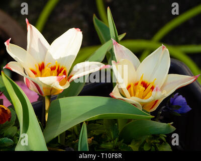 Red and yellow throated cream petals of the early flowering botanical tulip, Tulipa kaufmanniana 'Waterlily' Stock Photo