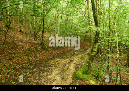 Trail through an european beech tree (Fagus sylvatica) forest at SL-NA 50 trail (Hiriberri, Villanueva de Aezkoa, Navarre, Spain) Stock Photo