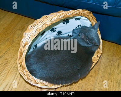 Russian blue cat, large, dark grey, curled up in wicker basket; head up; overflowing sides; pet, feline, humorous, animal, horizontal; PR Stock Photo