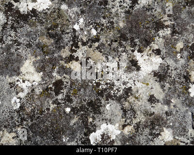 Texture of old natural mossy stone. Beautiful stone surface, dirty rock covered with lichen and moss for natural background Stock Photo