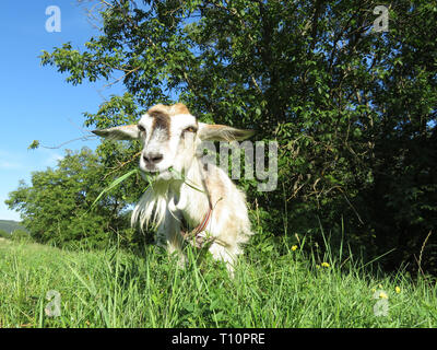 Goat eating grass in a green meadow. Young red goat grazing on the summer forest glade, picturesque rural scene in sunny day Stock Photo