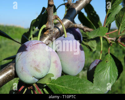 Plums on a tree branch with green leaves on blue sky background. Growing plum fruit in a orchard, gardening in summer Stock Photo