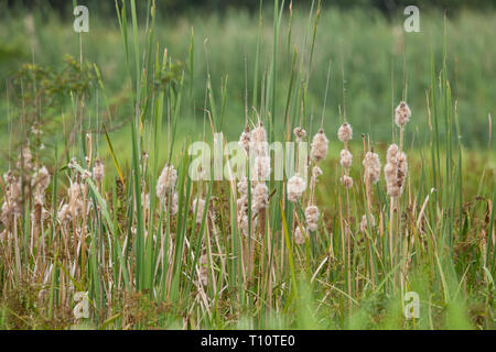 Typha angustifolia L. in park of Thailand. Stock Photo