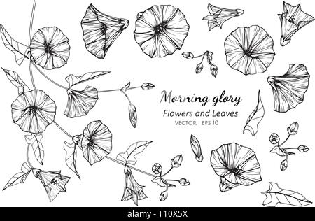 Morning Glory Flower Outline Banner Card Border. Vector Illustration ...