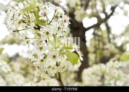 Beautiful white spring flower blossoms. These flowers don't last long, but while they are here, they make for stunning pictures! Stock Photo