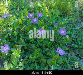 Vinca major, Wild Periwinkle Flower, Spain Stock Photo