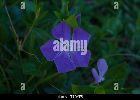 Vinca major, Wild Periwinkle Flower, Spain Stock Photo