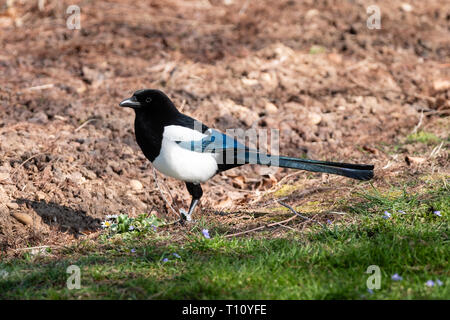 A magpie on the ground Stock Photo