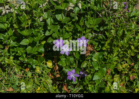 Vinca major, Wild Periwinkle Flower, Spain Stock Photo