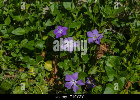 Vinca major, Wild Periwinkle Flower, Spain Stock Photo