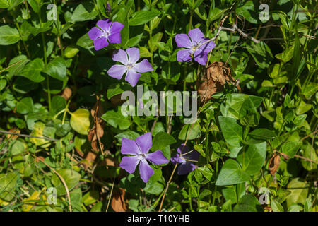 Vinca major, Wild Periwinkle Flower, Spain Stock Photo