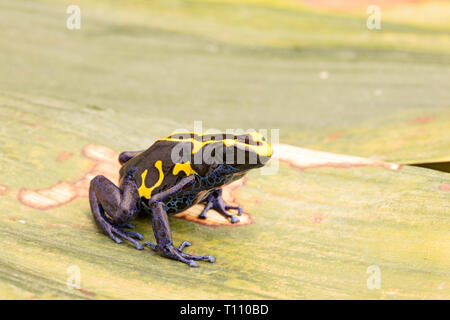 Deying poison dart frog, Dendrobates tinctorius, nominat or Kaw. A blue and yellow rain forest animal from the jungle of the Amazon. Stock Photo