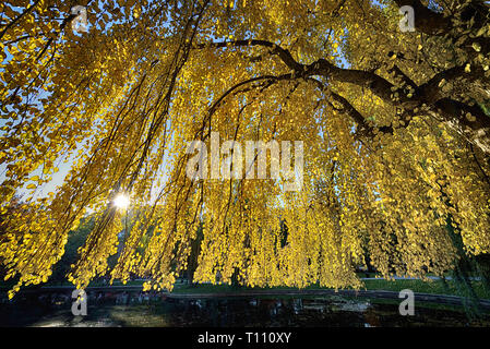 Golden Yellow Canopy of Weeping Katsura Tree. Bright leaves, sun shinning through branches, Stock Photo