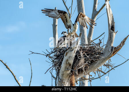 Male and female osprey building their nest Stock Photo