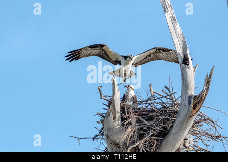 Male and Female osprey building their nest Stock Photo