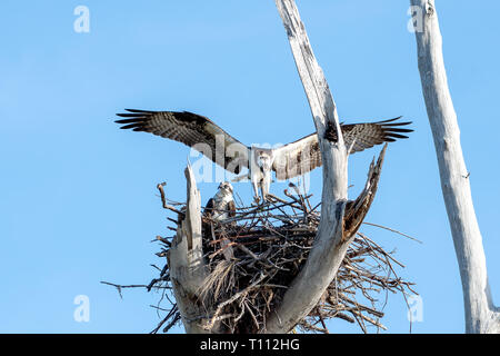 Male and female osprey building their nest Stock Photo