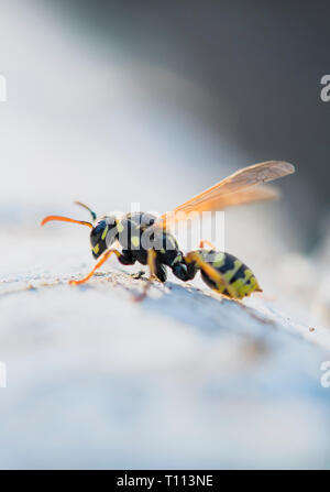 wasp or yellow jacket on weathered wood looking for material for the nest Stock Photo