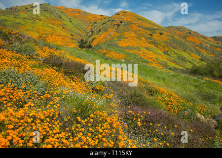 Super Bloom of poppies and other wildflowers at Lake Elsinore, California, USA March, 2019 Stock Photo