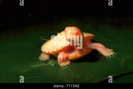 Albino baby painted turtle (Chrysemys picta). Stock Photo