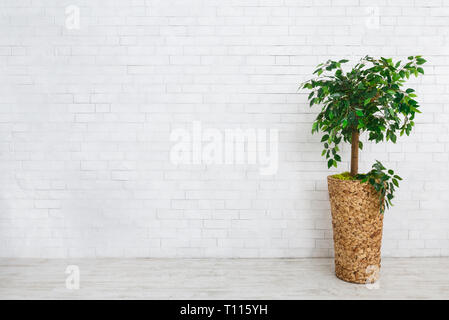 Ficus tree in pot Stock Photo