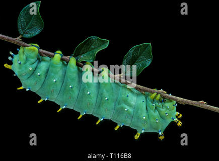 Larva of cecropia moth (Hyalophora cecropia), the largest of the giant silkworm moths in North America. Larva can reach more than four inches (110 cm) Stock Photo